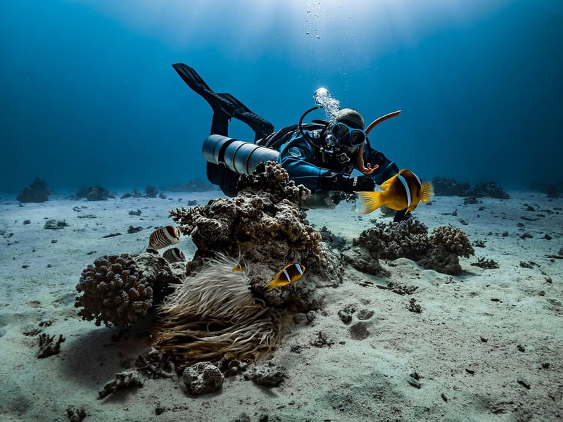 Clownfish and Anemones