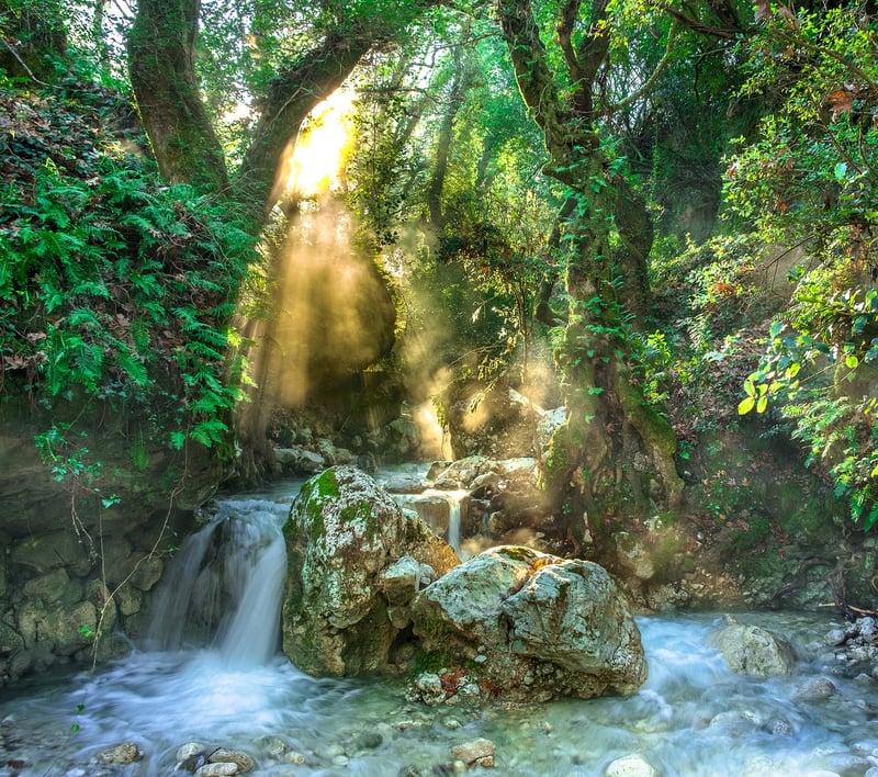 Jungle River Adventure